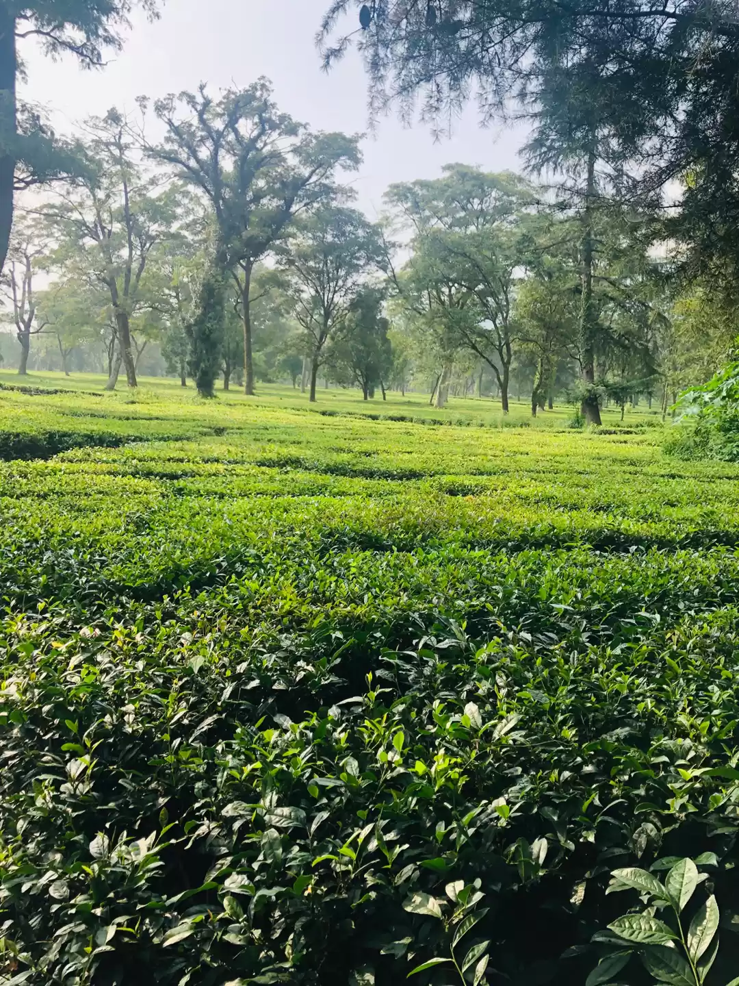 Photo of Palampur- The Much A