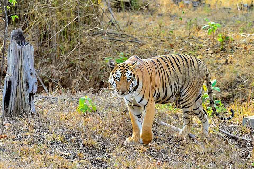 Weekend Trip To Tadoba Tiger Reserve Tripoto Only one safari vehicle in one name will be allowed to enter the park at a time. weekend trip to tadoba tiger reserve