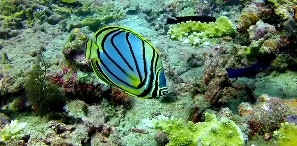 Photo of GoScuba! @Andamans