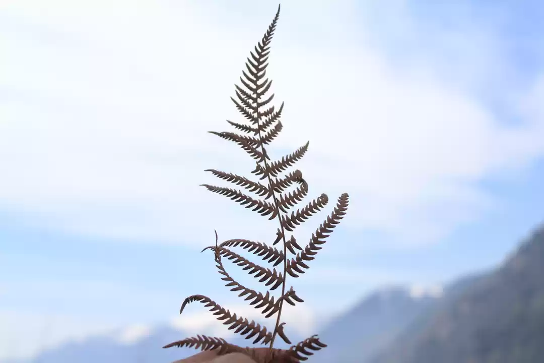 Photo of Photoblog: A beautif