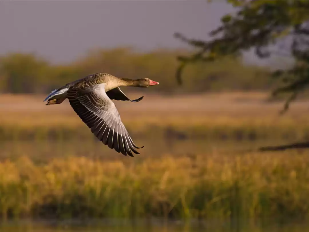 Photo of Graylag goose in its