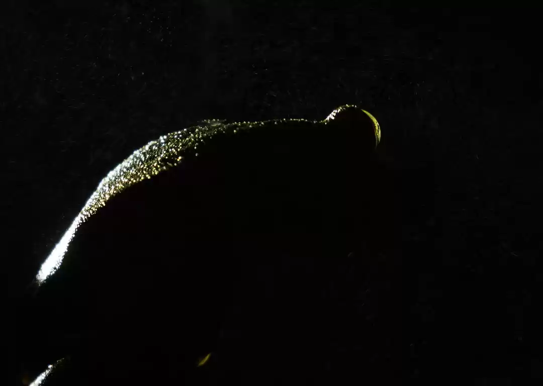 Photo of Why Rim Lighting Wil