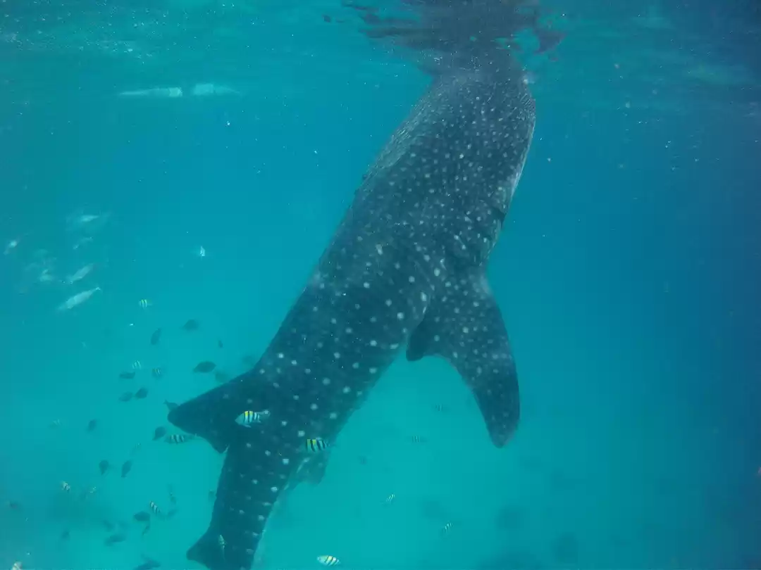 Photo of A Whale of a Time! C