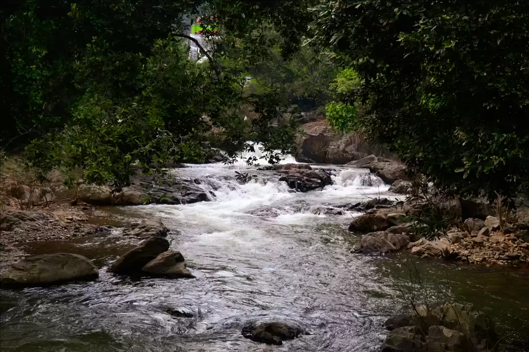 Photo of Nowhere else Nilgiri