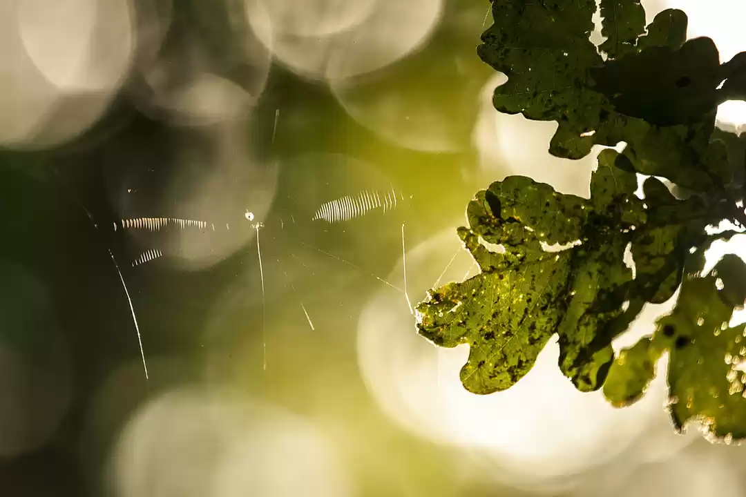 Photo of A Date with the Dach