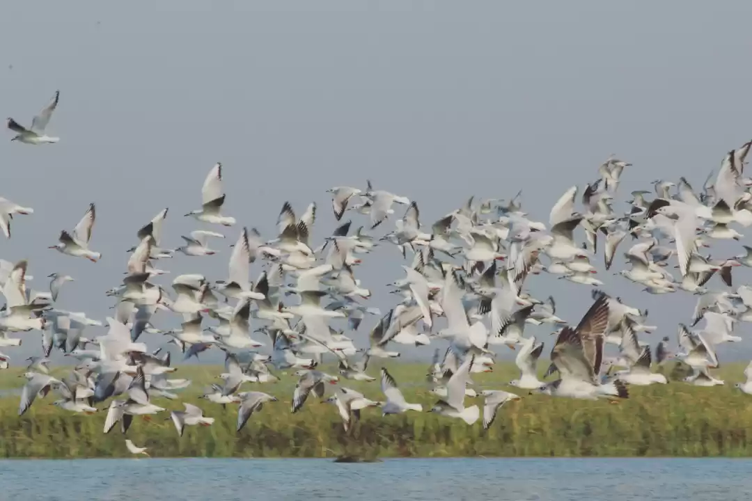 Photo of Nalsarovar, a hidden