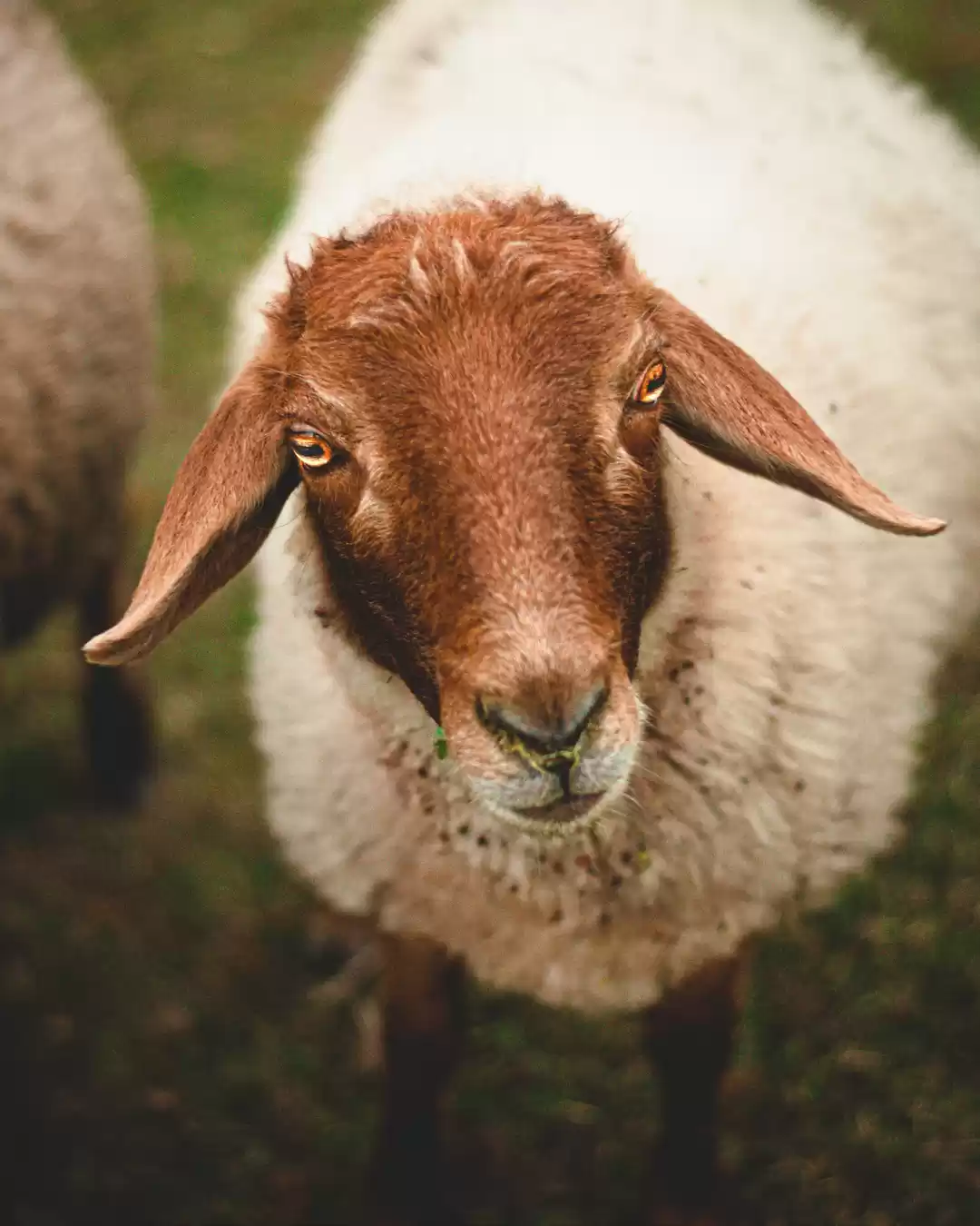 Photo of The land of Meadows 