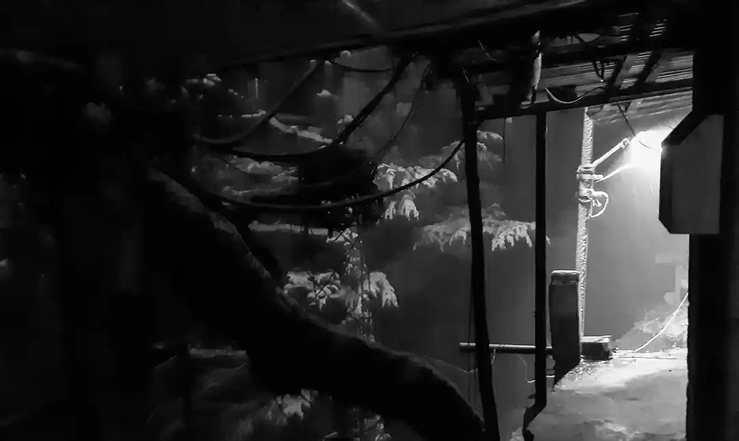 Photo of Night at Mary Jane #