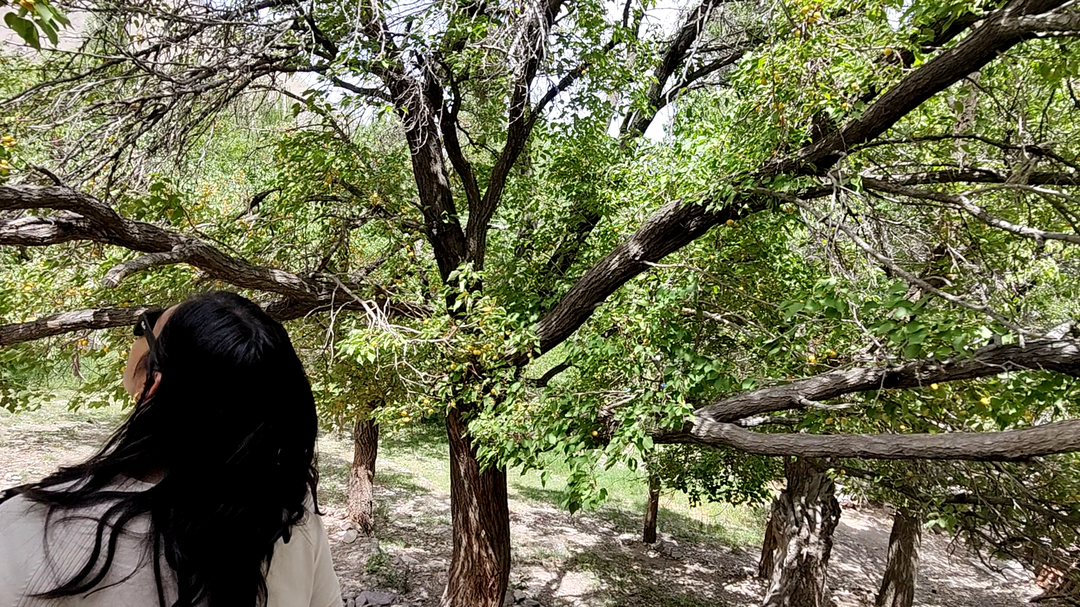 Photo of Alchi And the Aprico