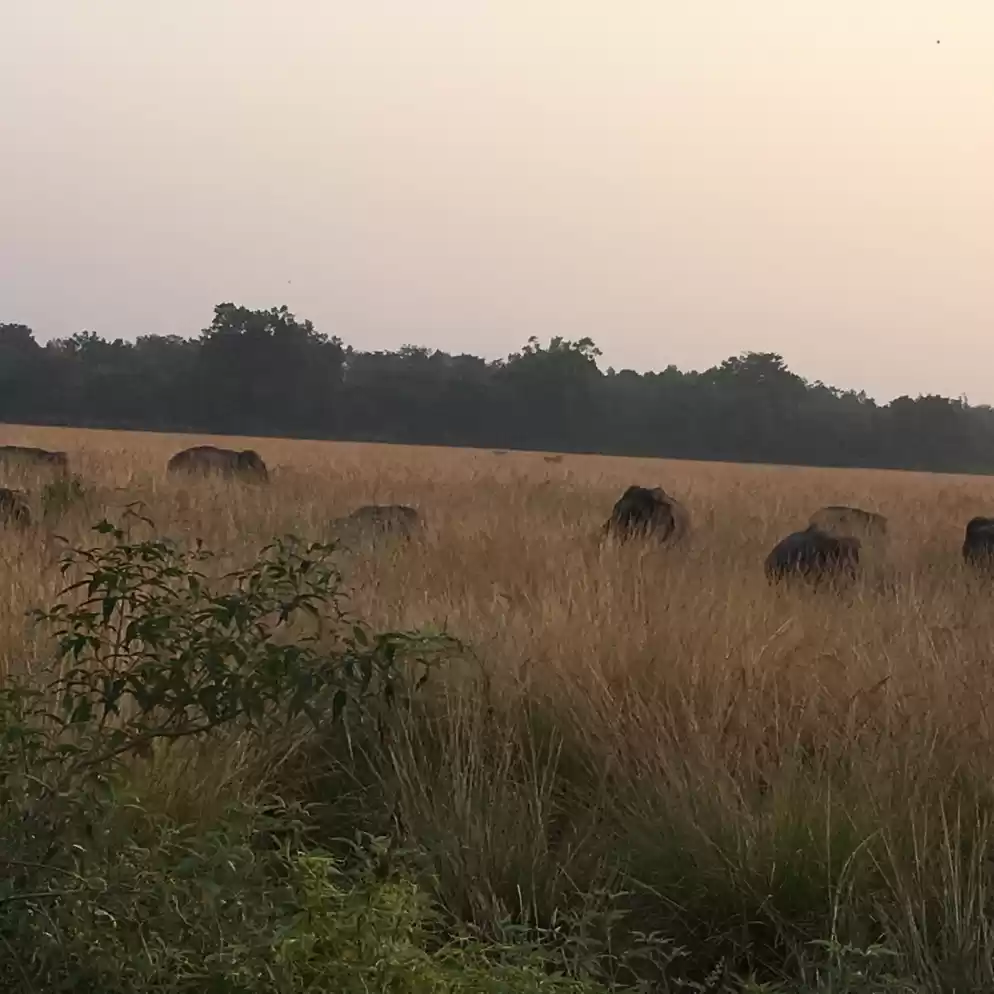 Photo of Jim Corbett Safari -