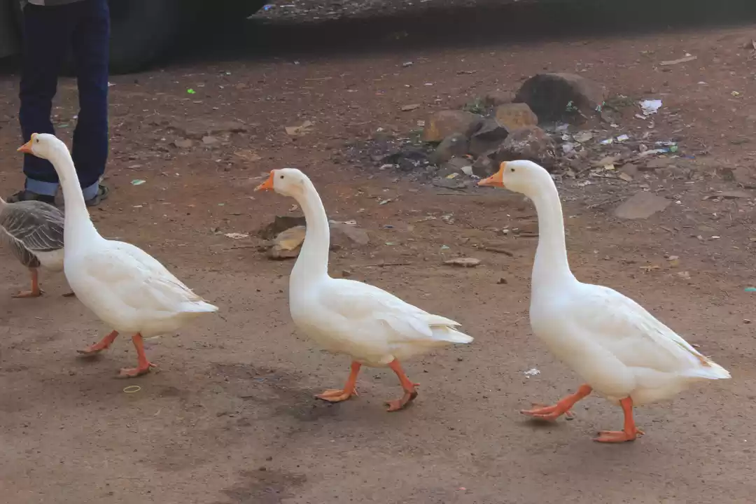 Photo of Vasota: The jungle t