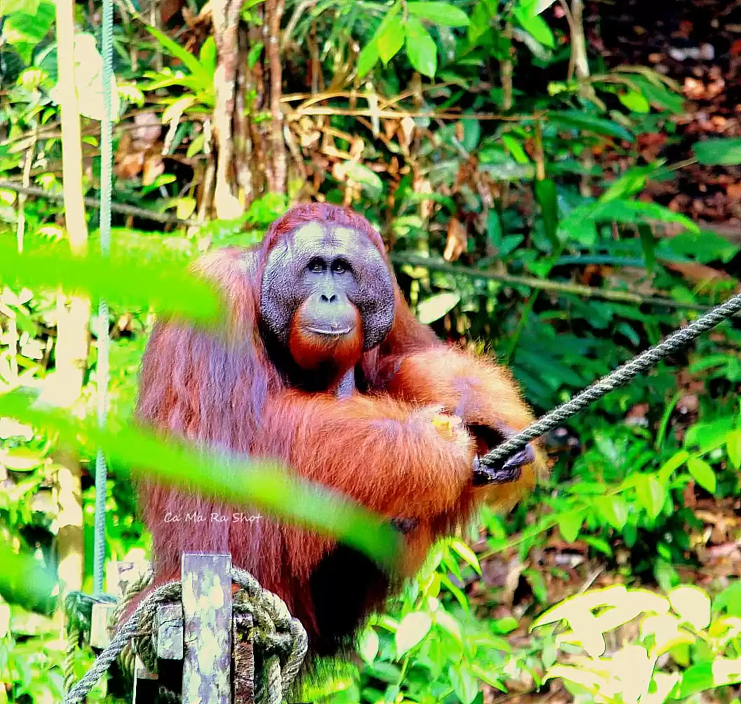 Photo of Semengohh Orang Utan