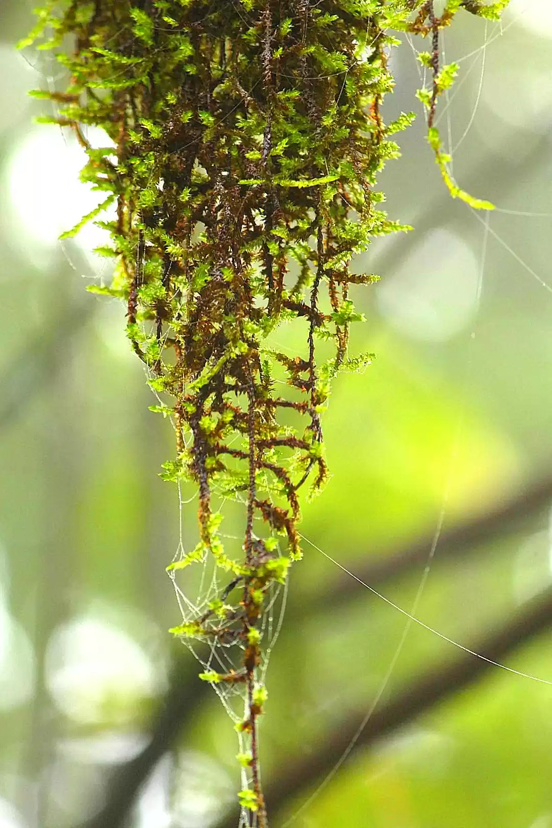 Photo of Taj Madikeri Resort 