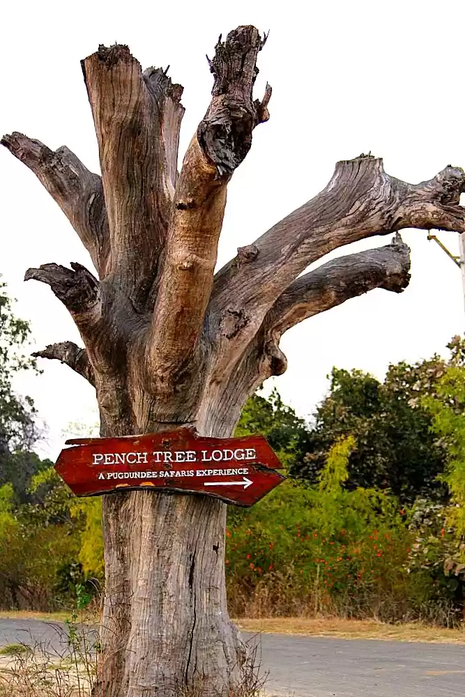 Photo of Pench Tree Lodge by