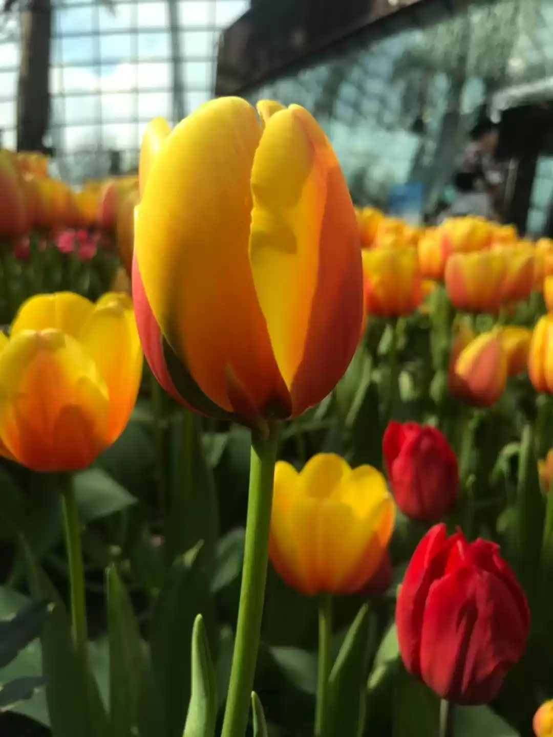 Photo of Flower from Botanica