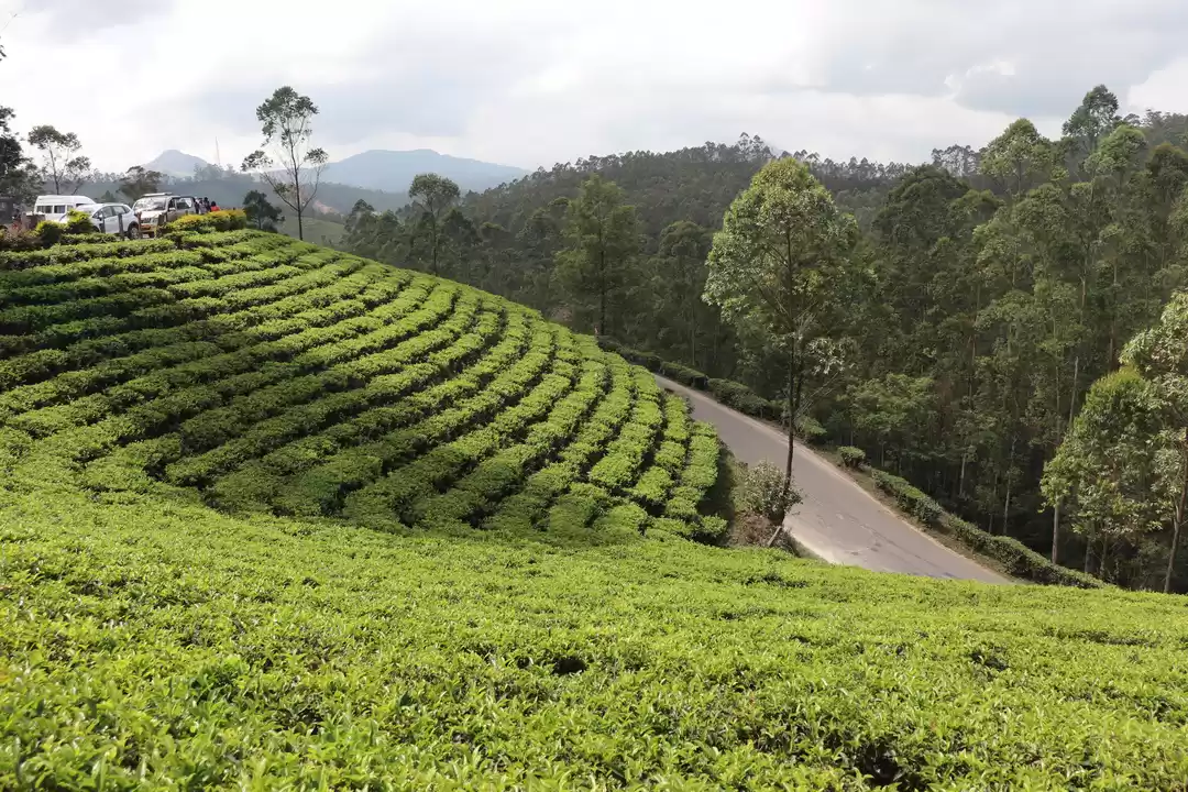 Photo of Exploring Munnar in 