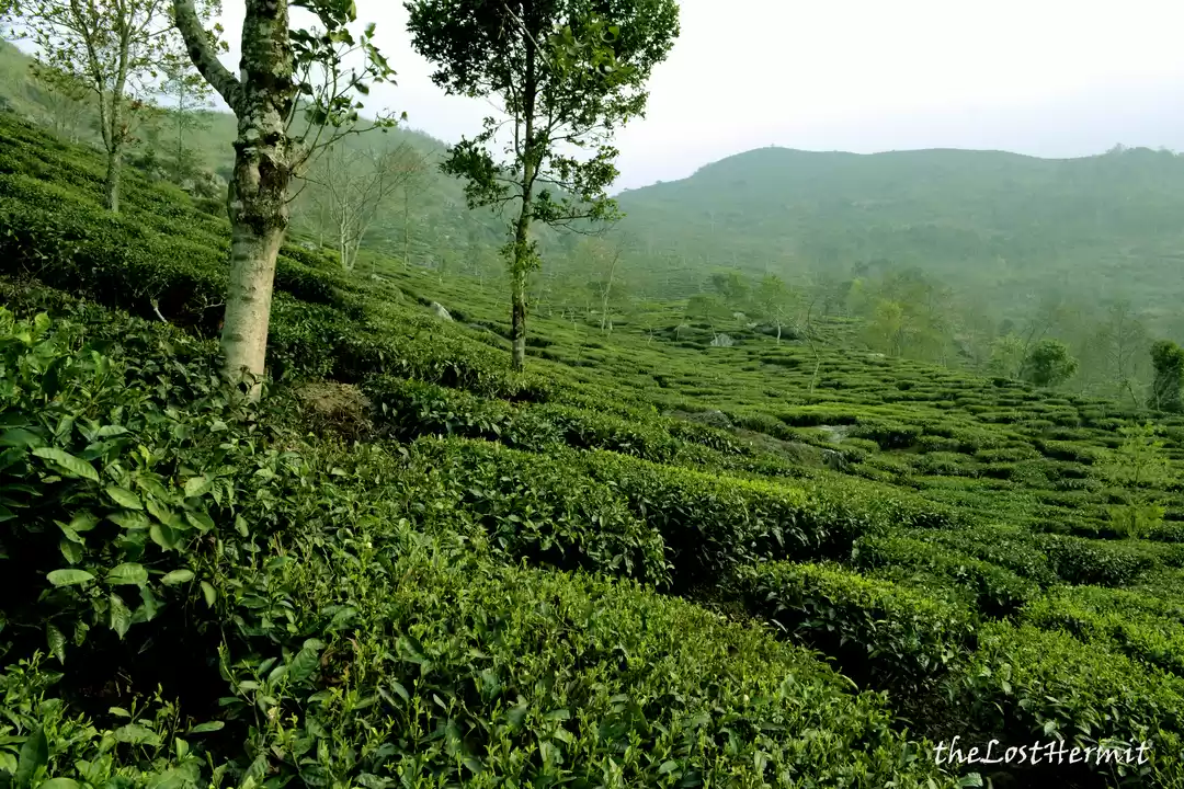 Photo of Walking in the mist 