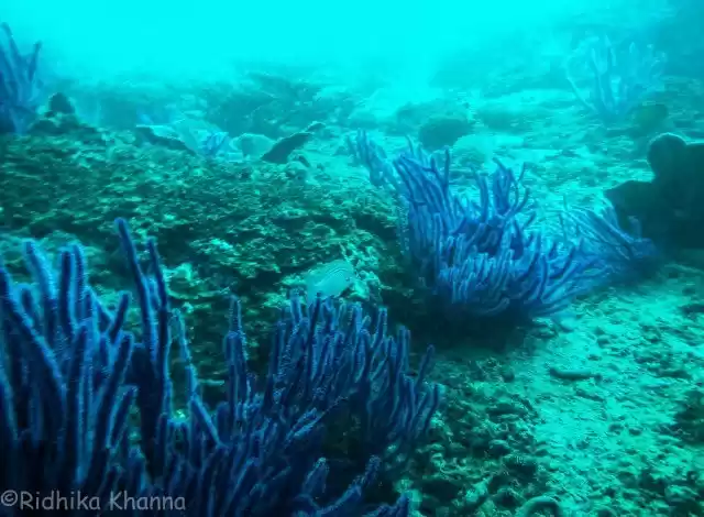 Photo of What Diving in a Nat