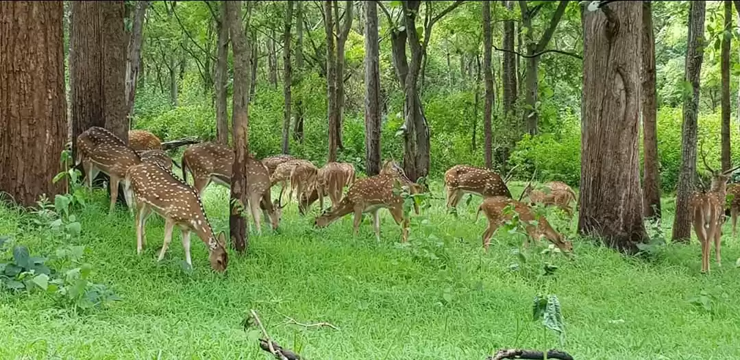 Photo of Ooty Coonoor Upper B