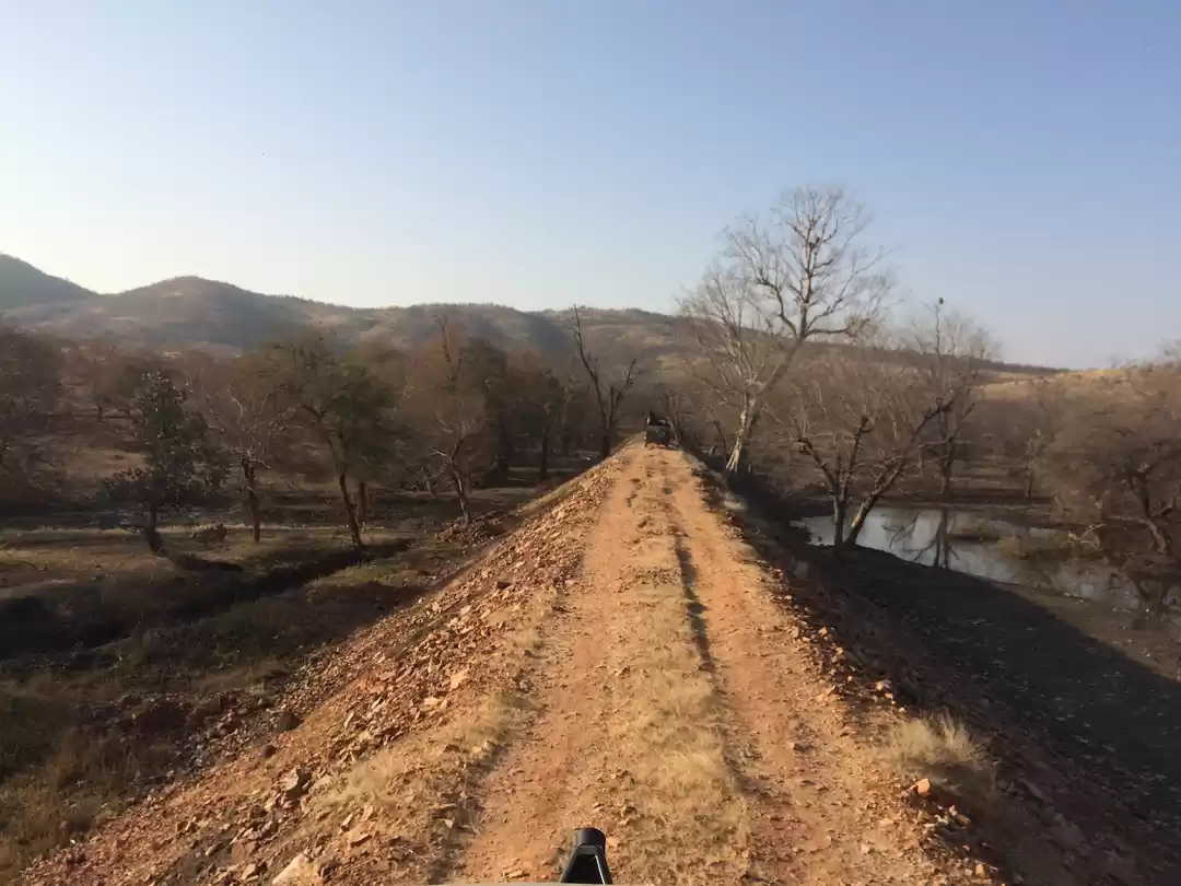 Photo of Trailing the Paws!!!