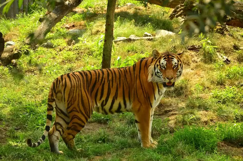 Photo of Tiger Reserves In In
