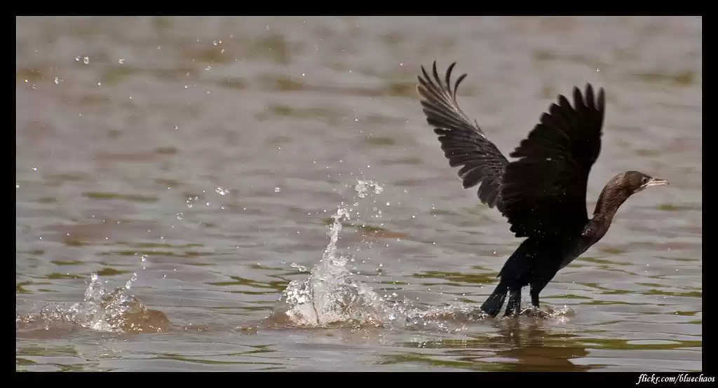Photo of This bird sanctuary 