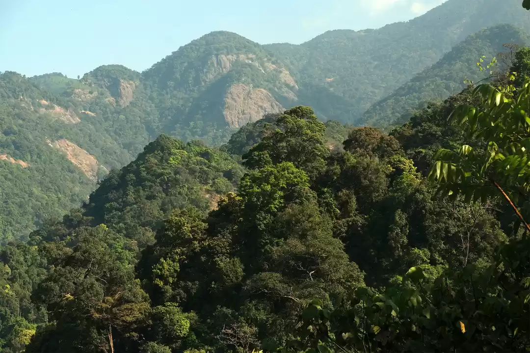 Photo of Thenpara Trekking Th