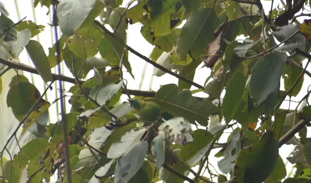 Photo of Refreshing Ranganath