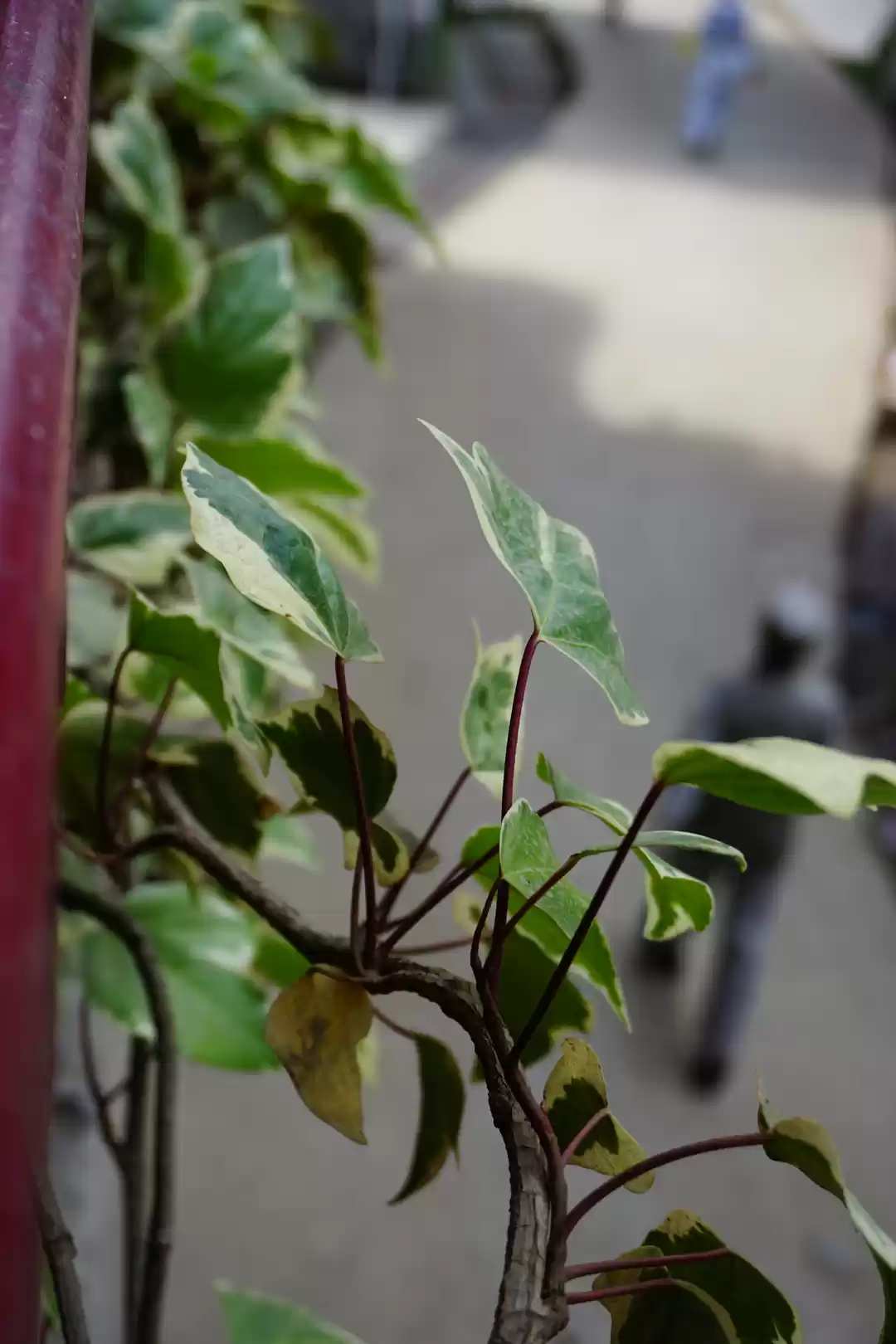 Photo of Ladakh - Floor below