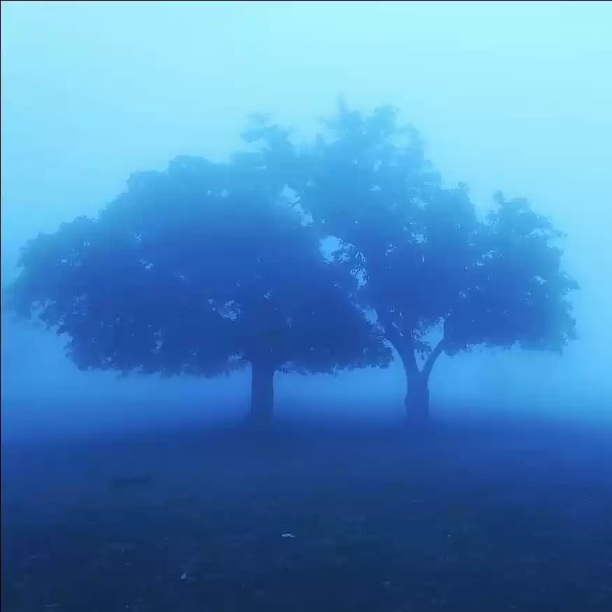Photo of Lost in the mist