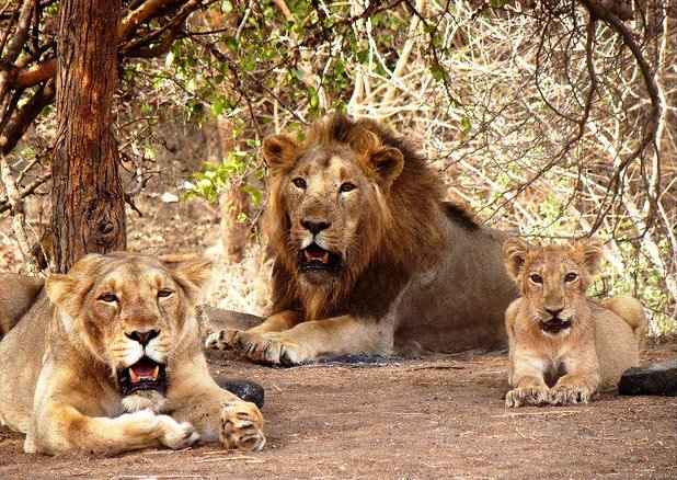 In search of Asiatic Lion: Gir Jungle Trails - Tripoto
