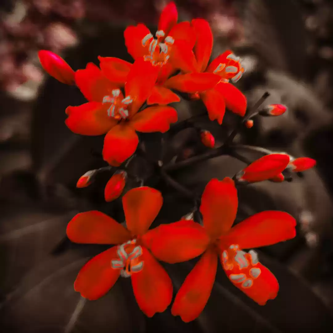 Photo of "Be a flower, not we
