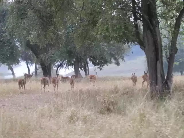 Photo of Madhai Tiger Reserve