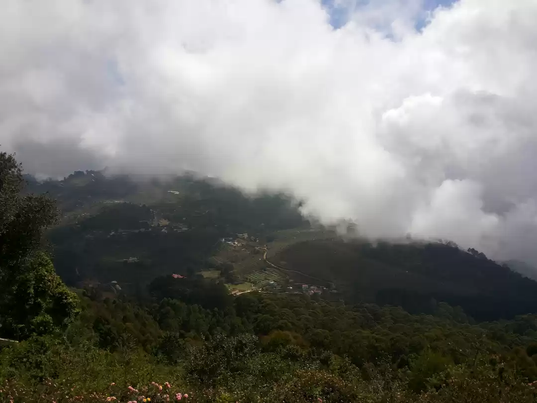 Photo of The Gift of Forest- 