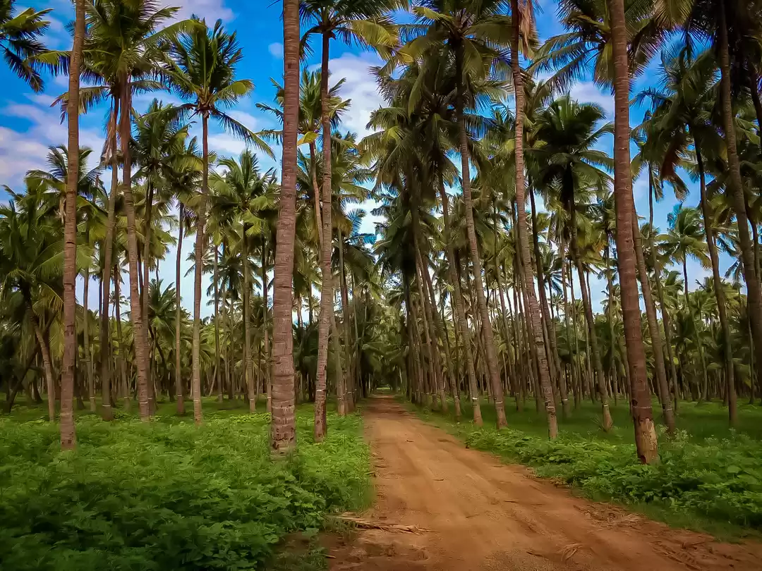 Photo of The Coconut Farm