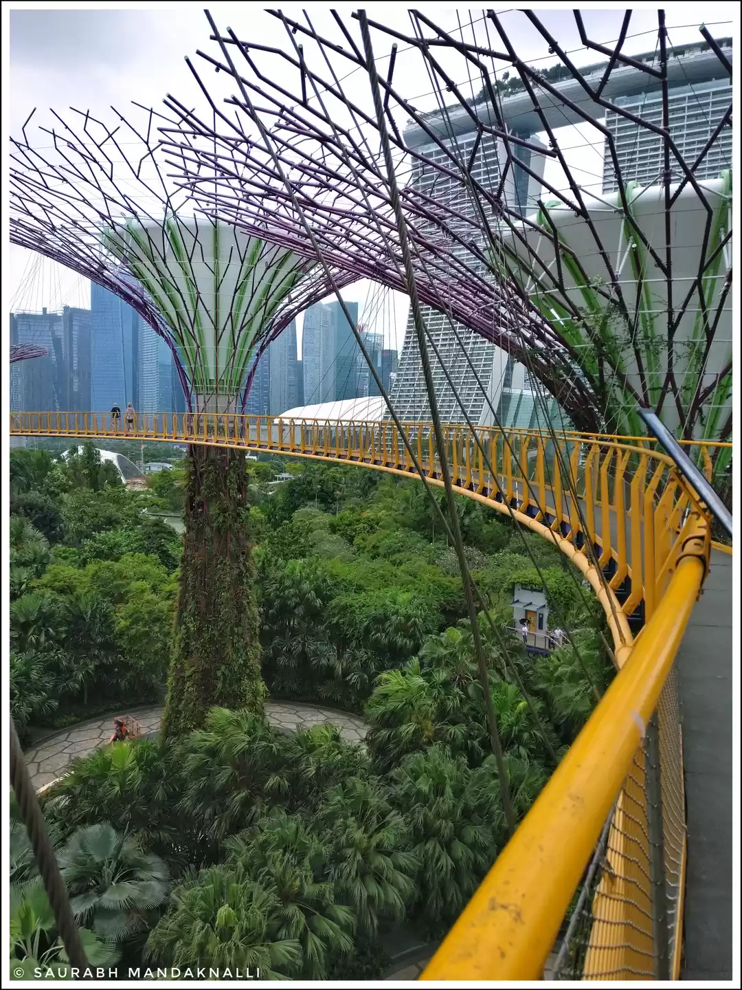 Photo of The Supertree Groove
