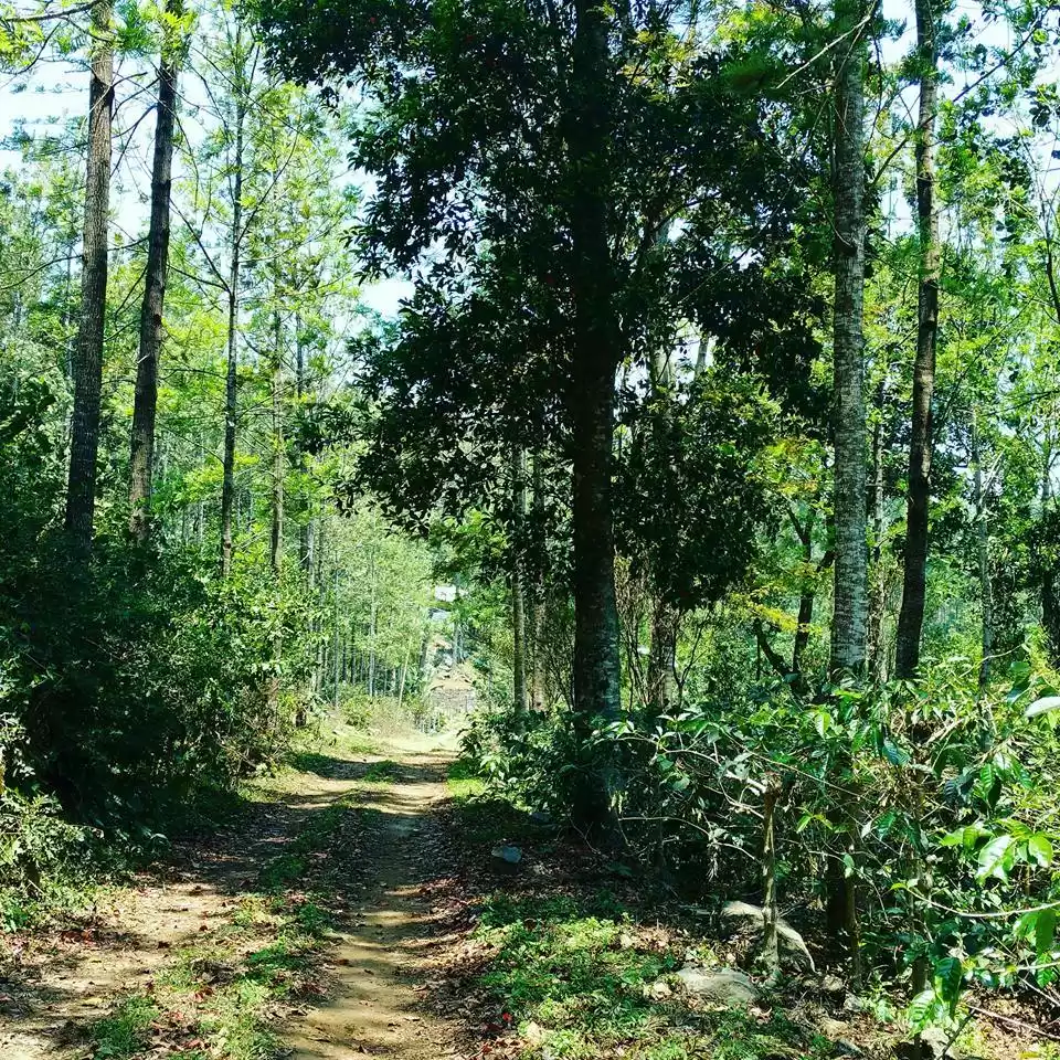 Photo of The peaceful hills o