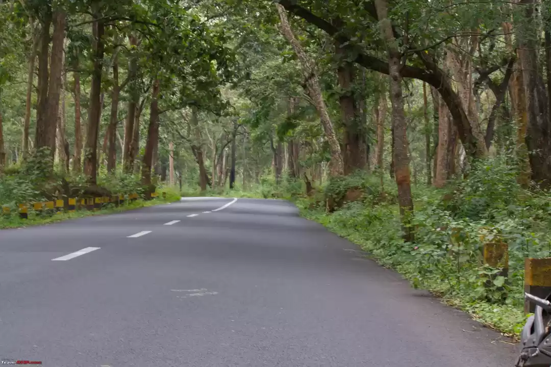 Photo of Blossoming Bandipur 