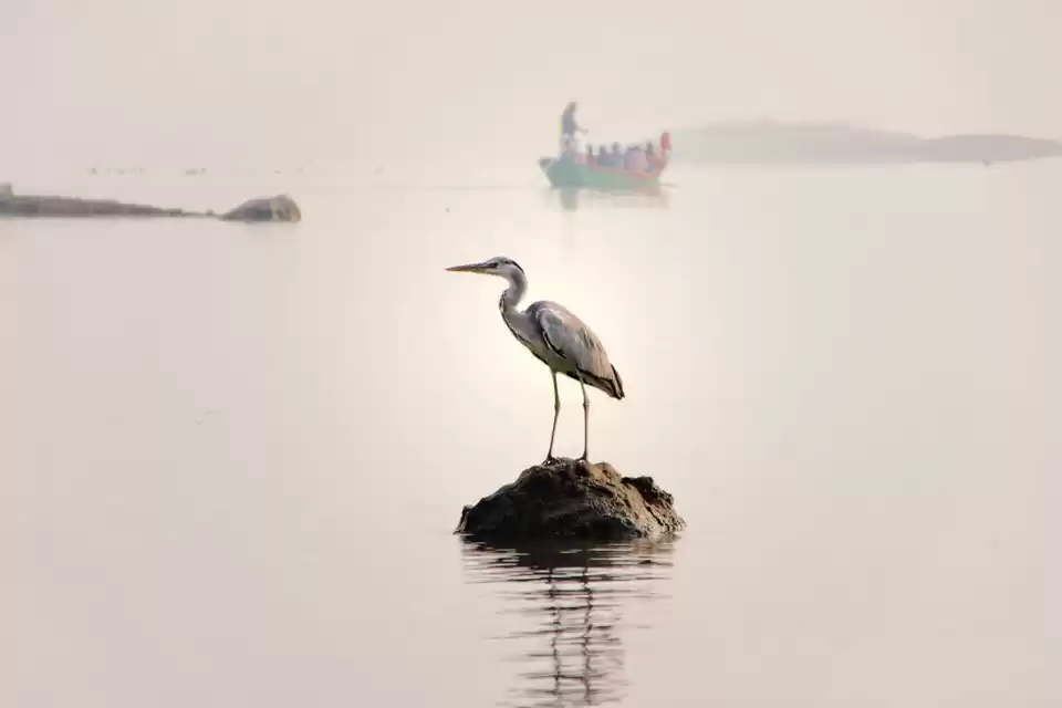 Photo of Bhigwan Bird Sanctua