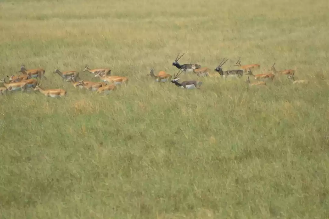 Photo of Trip to Blackbuck Na