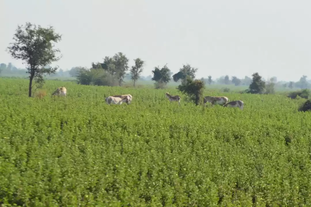 Photo of Indian wild ass sanc