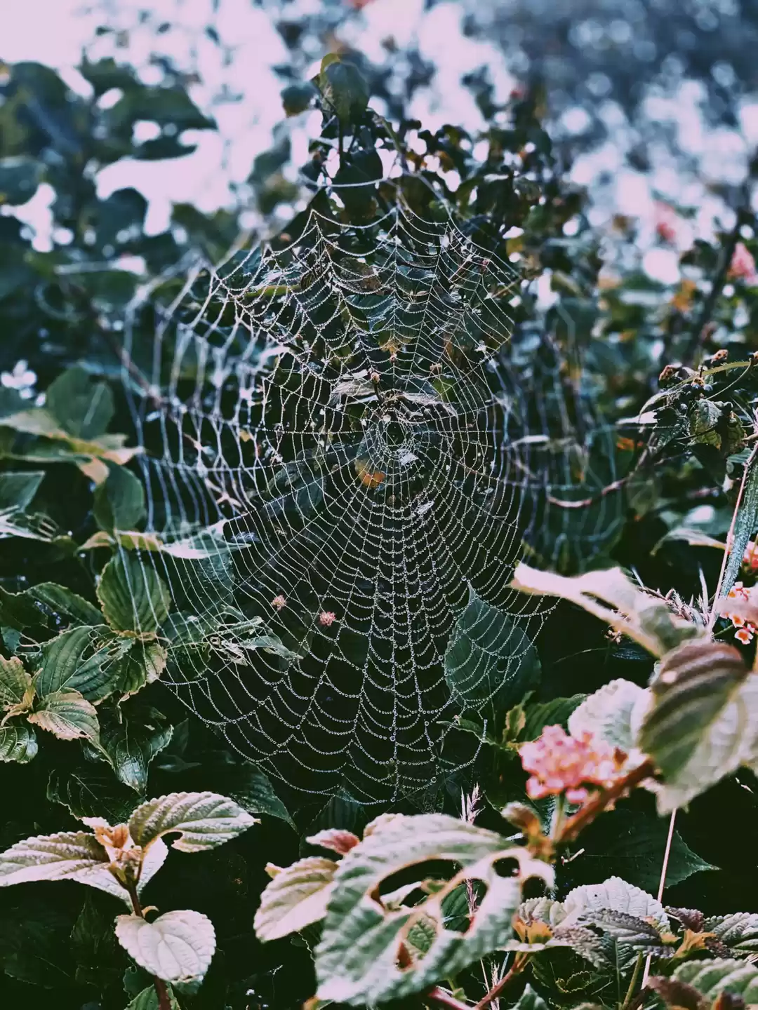 Photo of A Spooky Appealed Ni