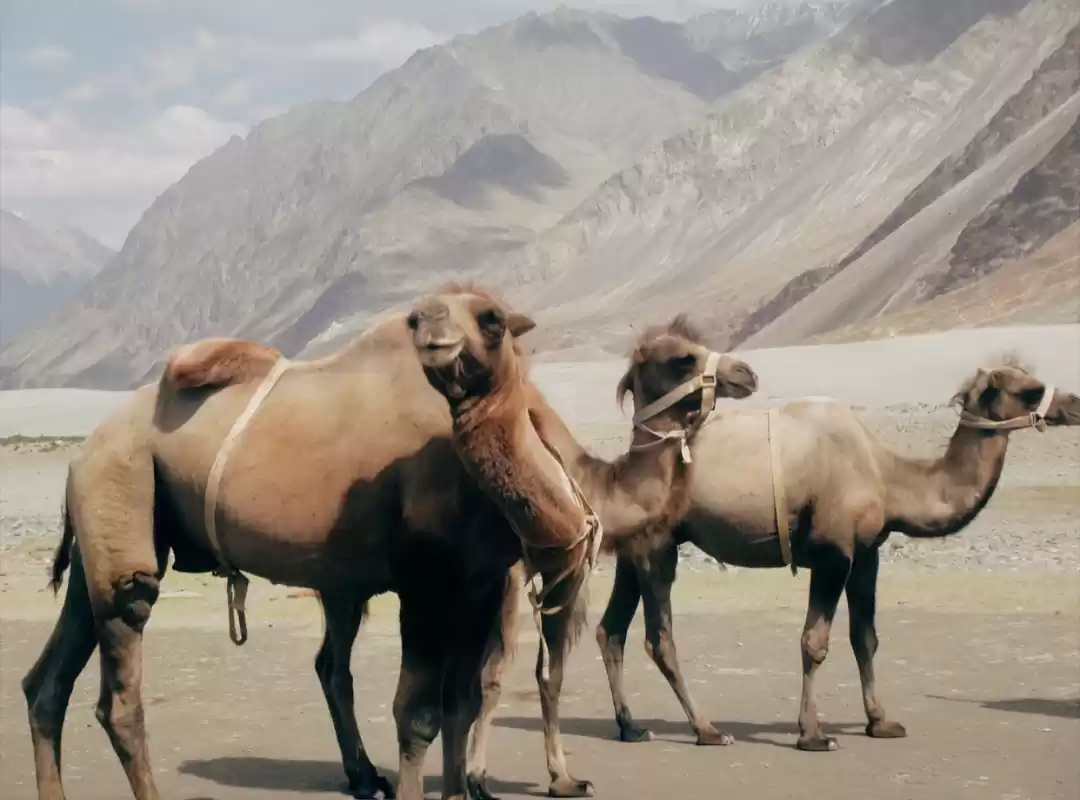 Photo of Camels Safari In La