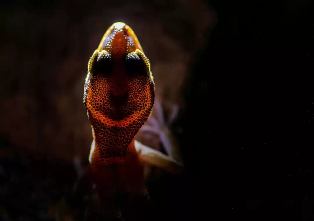 Photo of Lighting Gecko