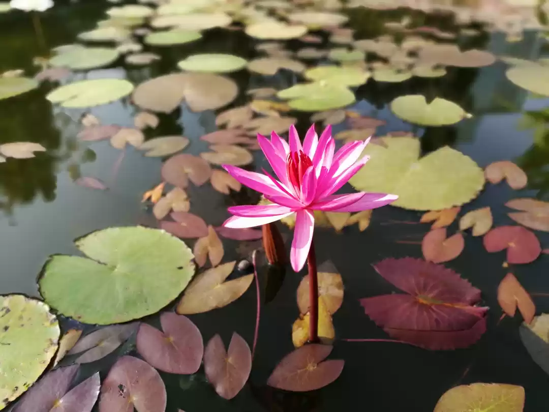 Photo of The escape of South 