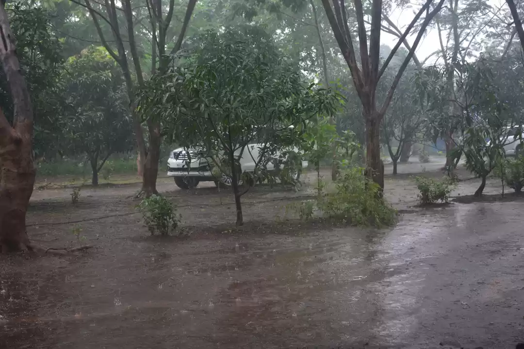 Photo of A majestic beauty : 