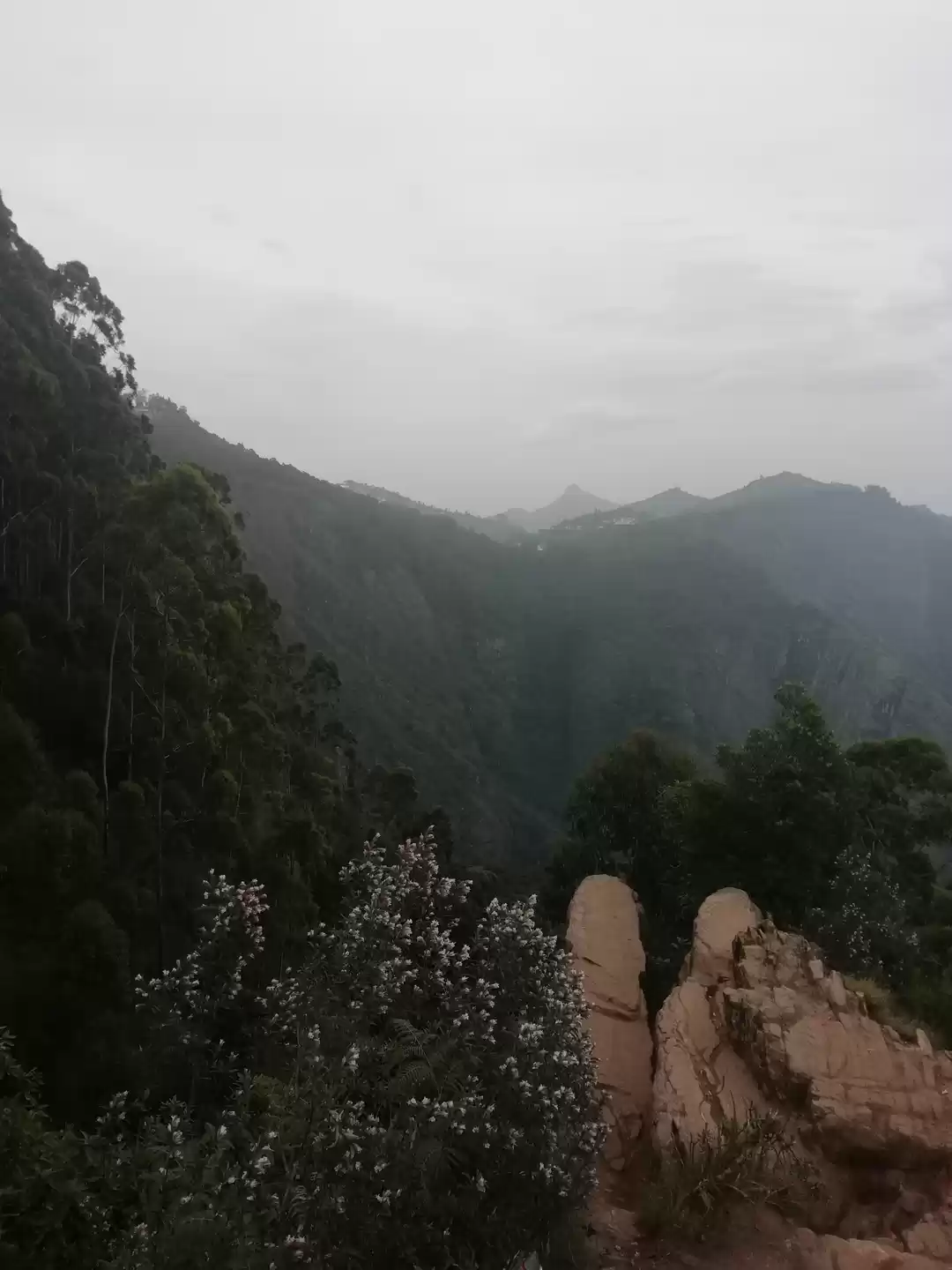 Photo of Dolphin nose