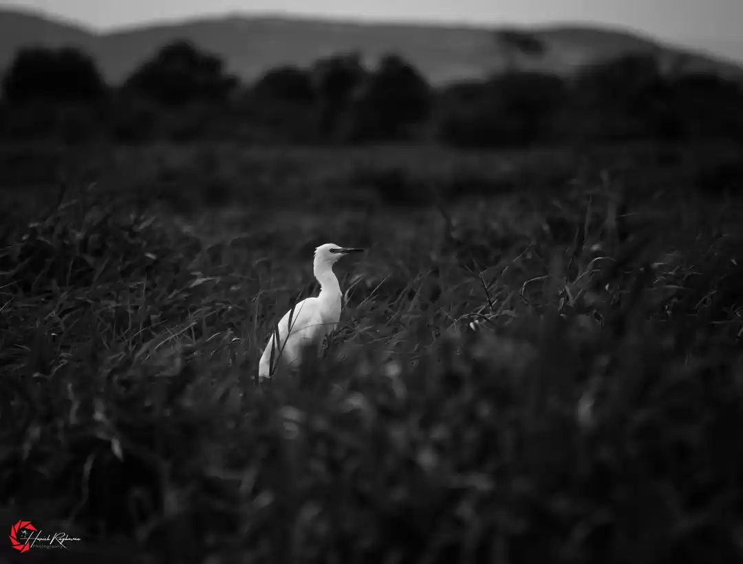 Photo of "Alone"