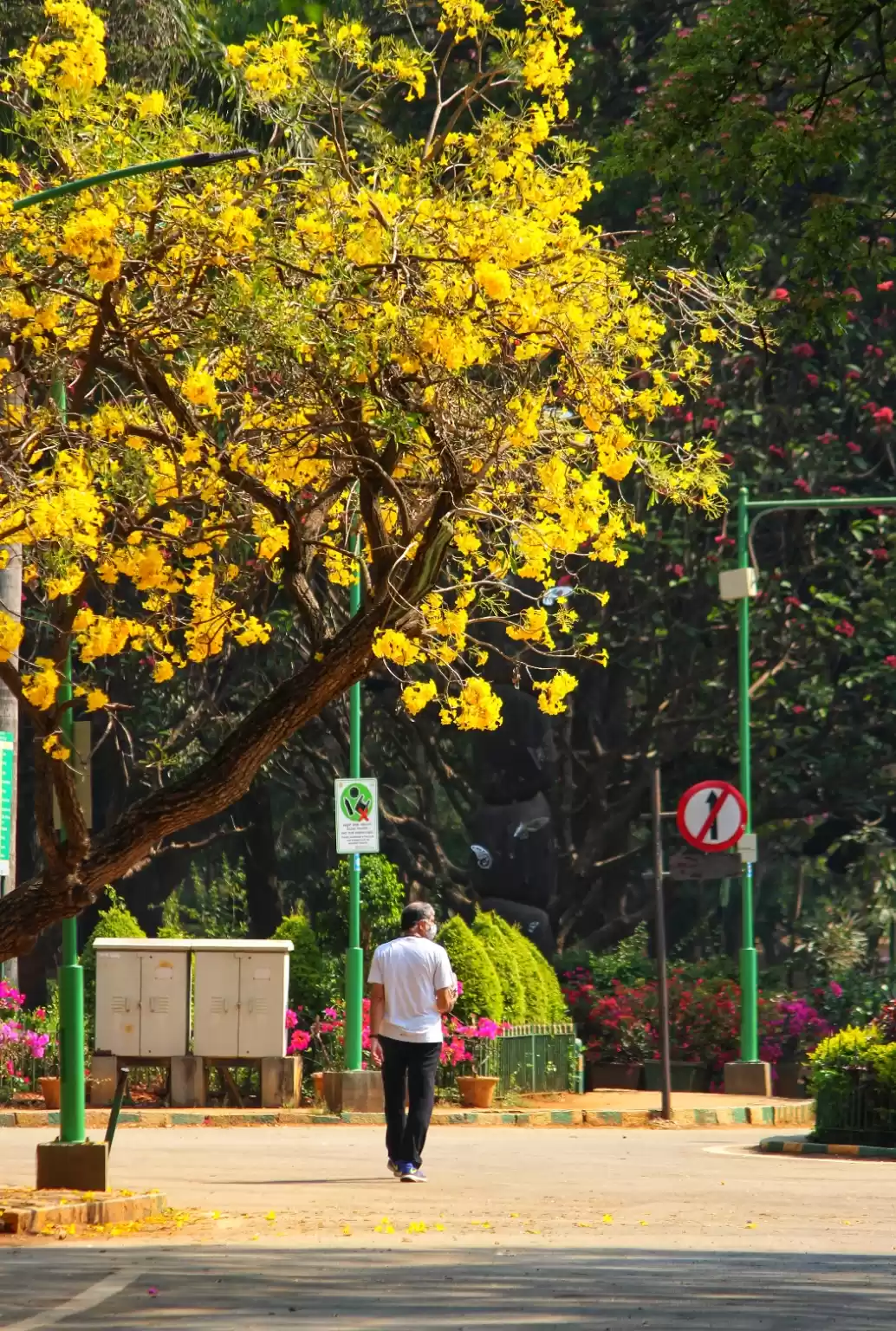 Photo of Flower blossoms at C