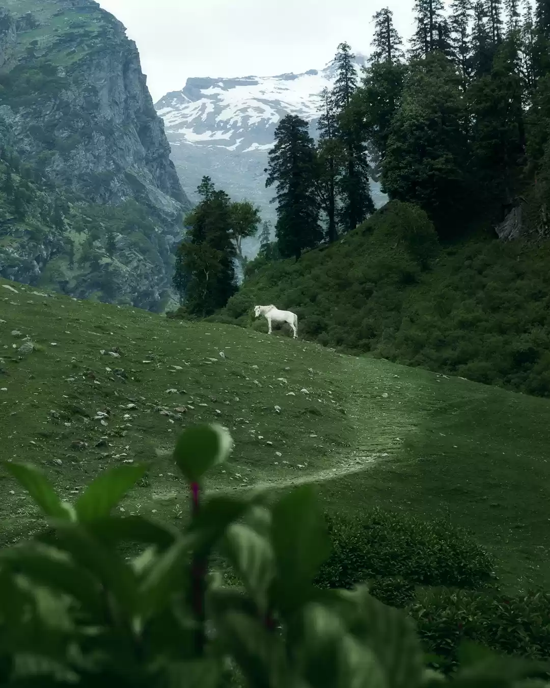 Photo of Horses of Hampta
